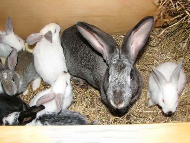 Подробная инструкция по выделке шкур кроликов