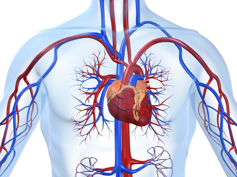 Связь между диетой и болезнями сердца