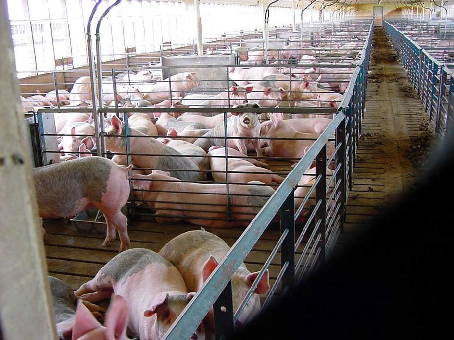Основание бизнеса, связанного со свиноводством