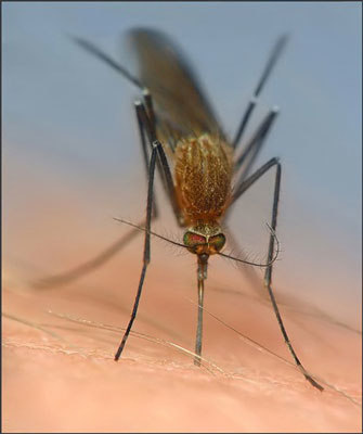 Природные средства от комаров, клещей и других насекомых