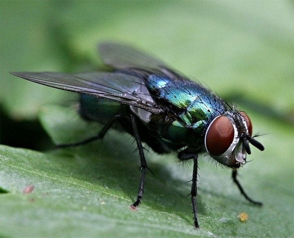 Природные средства от комаров, клещей и других насекомых