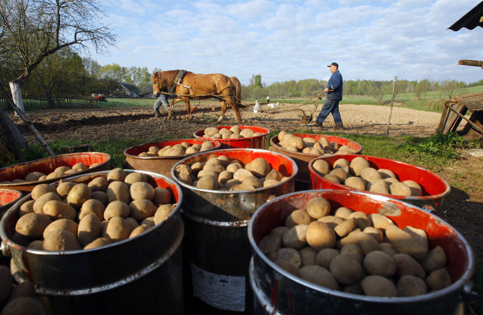 Как сажать картофель на даче в средней полосе России