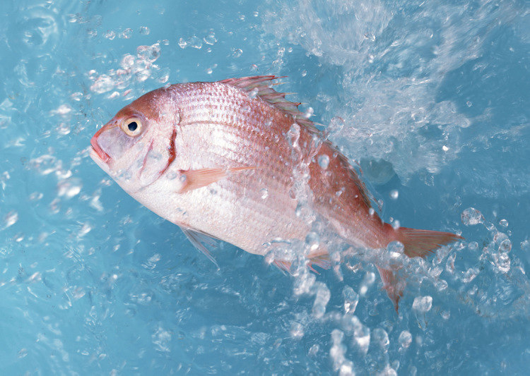 Способы кратковременного и долгосрочного хранения рыбы