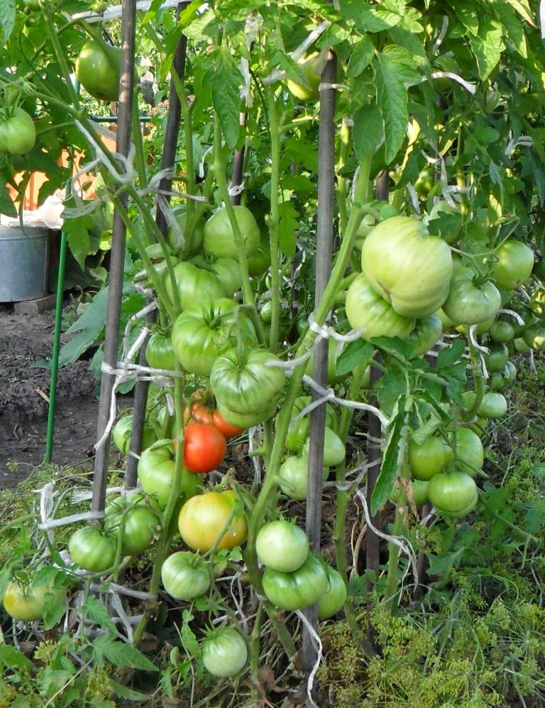 Выращивание помидоров по два корня в лунке: личный опыт
