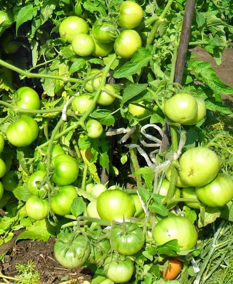 Выращивание помидоров по два корня в лунке: личный опыт