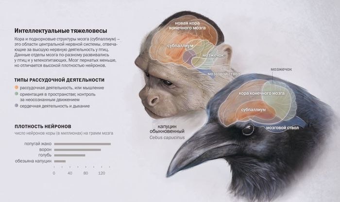 Что мы знаем о птичьем интеллекте?