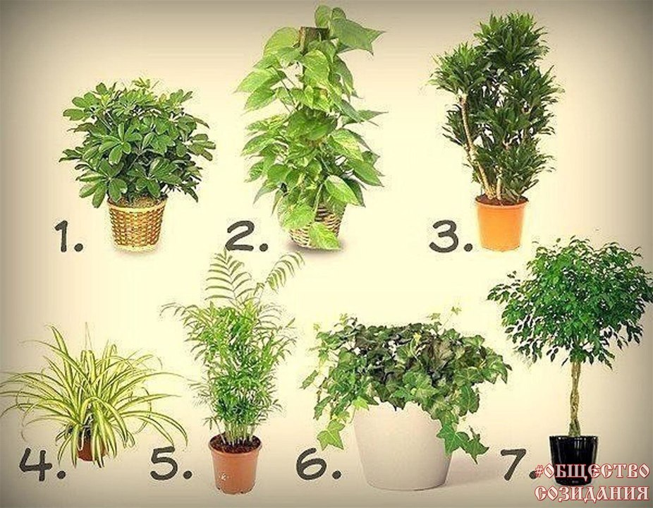 Лучшие растения для очищения воздуха в помещении