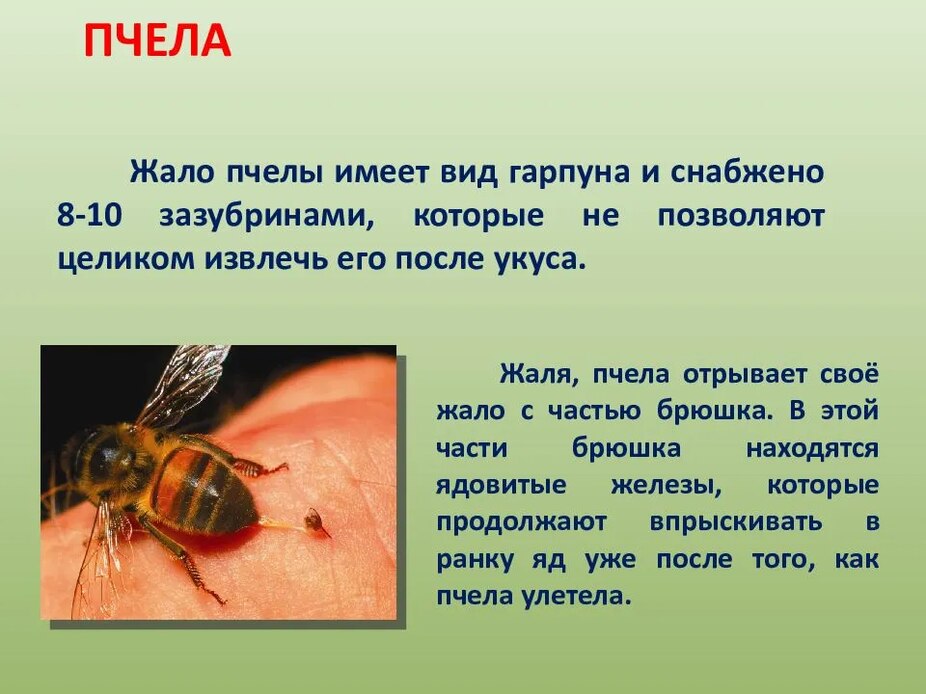 Об укусах насекомых и первой помощи при укусах