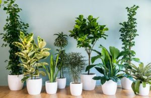 Преимущества комнатных растений