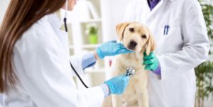 Выбор ветеринарной клиники для вашего любимца